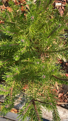 Picea glauca densata