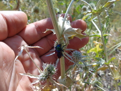 Chrysochares asiaticus