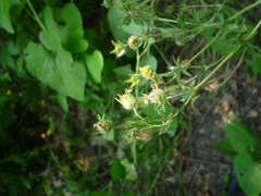 Potentilla recta obscura