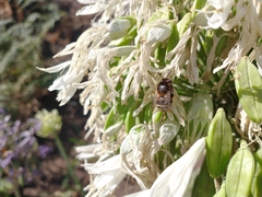Amegilla quadrifasciata maderae