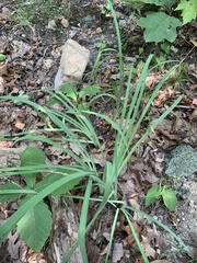 Iris verna