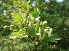 Crataegus ucrainica