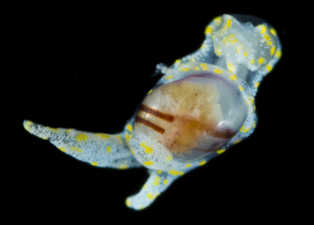Noalda exigua