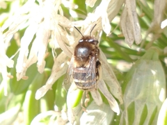 Amegilla quadrifasciata maderae