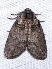 Discophlebia celaena