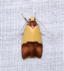 Heteroteucha dichroella