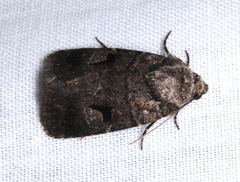 Thoracolopha