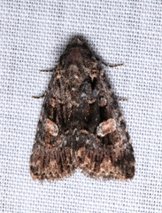 Condica macrosema