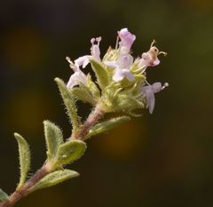 Thymus oenipontanus