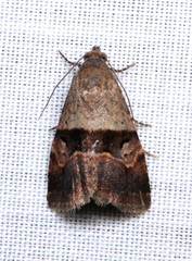 Ozarba chrysaspis