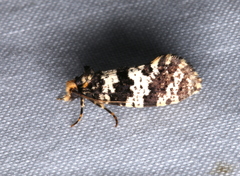 Ardiosteres moretonella