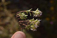 Thymus oenipontanus