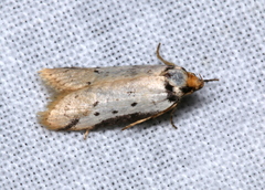 Philobota thiocrossa