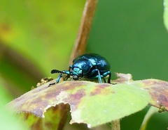 Platycorynus peregrinus