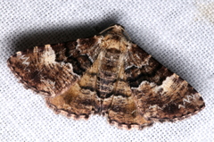 Aporoctena scierodes