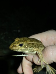 Lithobates blairi