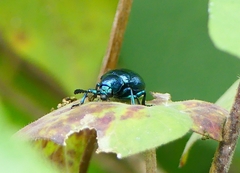 Platycorynus peregrinus