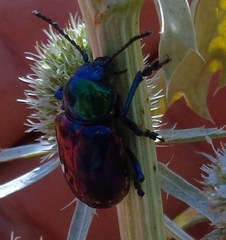 Chrysochares asiaticus