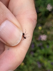 Formica pressilabris