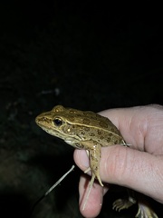 Lithobates blairi
