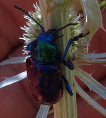 Chrysochares asiaticus