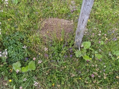 Formica pressilabris