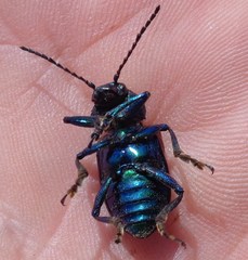 Chrysochares asiaticus