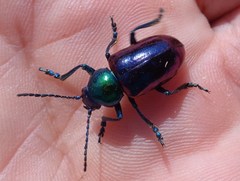 Chrysochares asiaticus