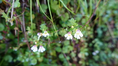 Euphrasia transmorrisonensis