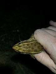 Lithobates blairi