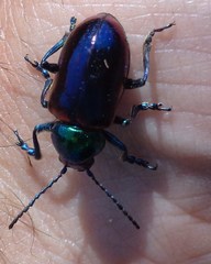 Chrysochares asiaticus