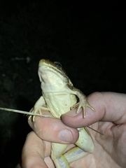 Lithobates blairi