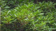 Elaeocarpaceae