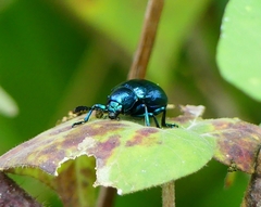 Platycorynus peregrinus