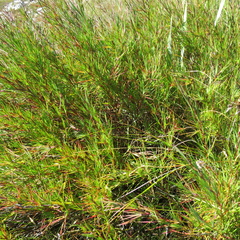 Cliffortia aculeata