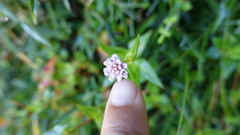 Persicaria runcinata