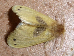 Artaxa digramma