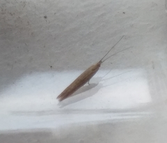 Coleophora versurella