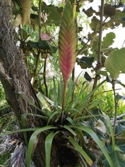 Tillandsia lampropoda