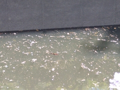 Cyprinus rubrofuscus