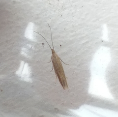 Coleophora versurella