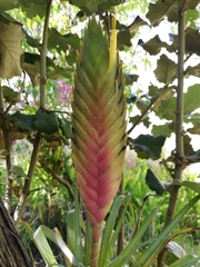 Tillandsia lampropoda