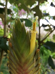 Tillandsia lampropoda