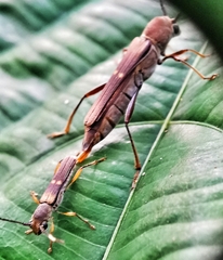 Thranius bimaculatus