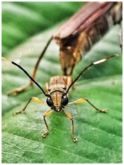 Thranius bimaculatus