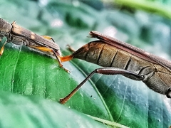 Thranius bimaculatus