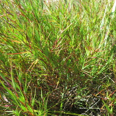 Cliffortia aculeata