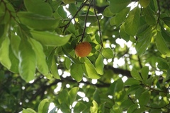 Artocarpus tonkinensis