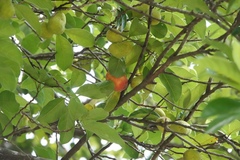 Artocarpus tonkinensis