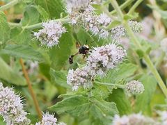 Physocephala rufipes
